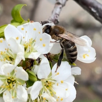 Пчелиная пыльца - живительный нектар