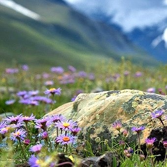 Ценность Алтайского высокогорного меда