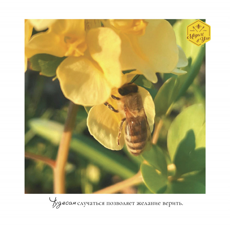 Чудесам случаться позволяет желание верить.