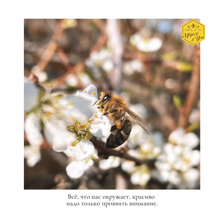 Всё, что нас окружает, красиво надо только проявить внимание.